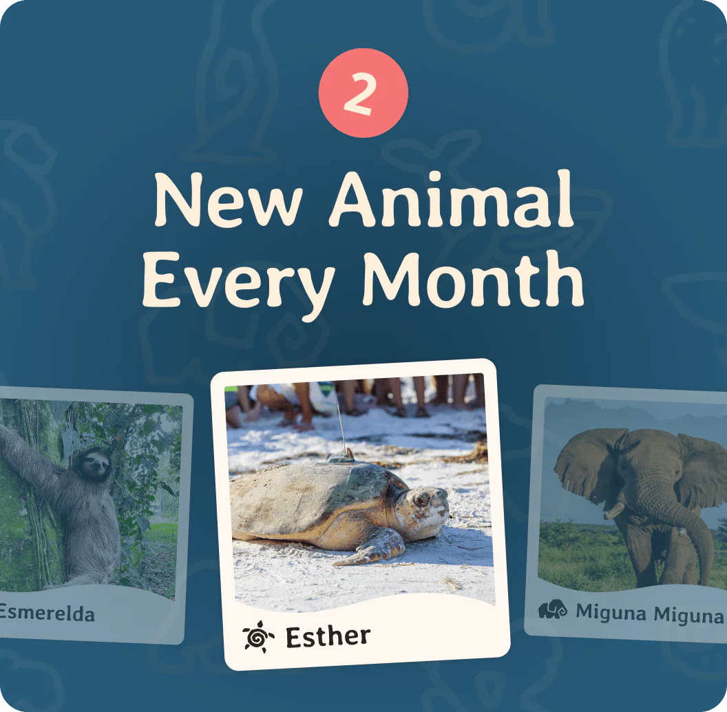 Fahlo Monthly Club - Image 3